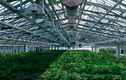 Monitoring of CO, CO2 and Combustible Gases in Cannabis Cultivation